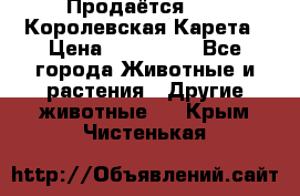 Продаётся!     Королевская Карета › Цена ­ 300 000 - Все города Животные и растения » Другие животные   . Крым,Чистенькая